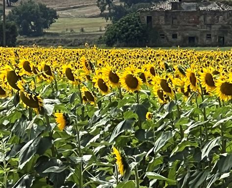 Le Chat Gourmet Culinary Vacations