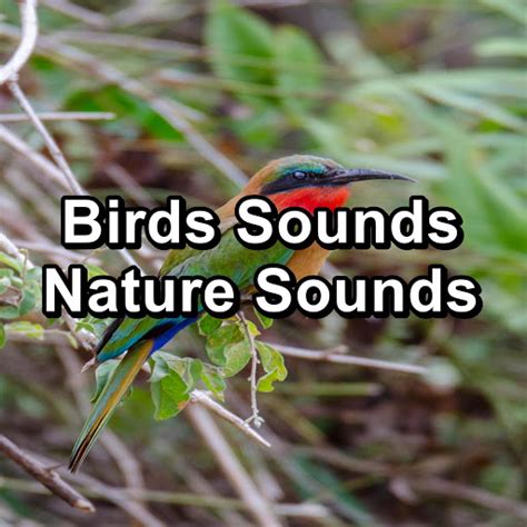 Beautiful Bird Sounds Natural Sounds To Loop For Hours Youtube Music