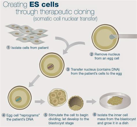 Therapeutic Cloning