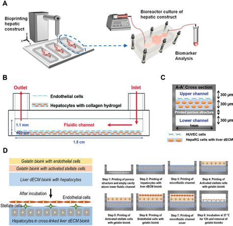 Examples of human normal liver and liver fibrosis models combining 3D ...