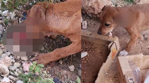 Antalya da kan donduran vahşet 4 yavru köpeğin kulak ve kuyruklarını