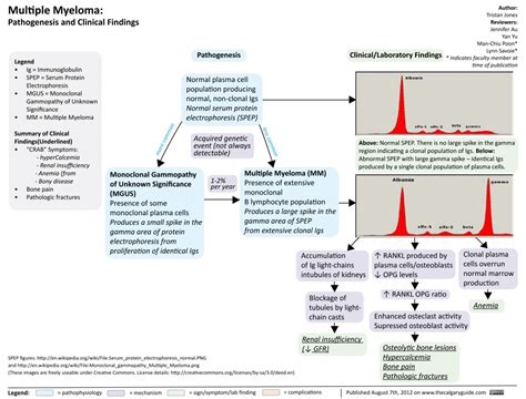 Multiple Myeloma Calgary Guide