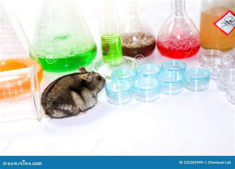 Rats in laboratory stock image. Image of doctor, liquid - 232302999