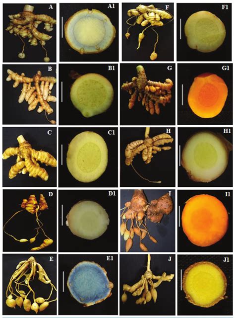 Whole Rhizome And C S Of Finger Rhizome Of Curcuma Species Scale 0 5 Download Scientific