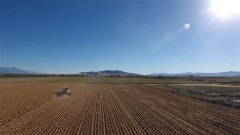 Harvesting Corn 2