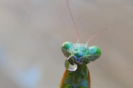 La Prodigiosa Mirada D De La Mantis Religiosa