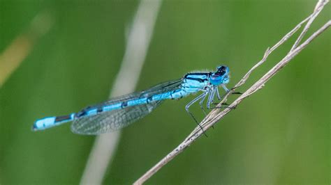 Vroege Vogels Foto Geleedpotigen Blauwe Juffer