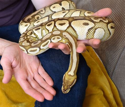 How Big Do Ball Pythons Get BALL PYTHON BREEDER UK