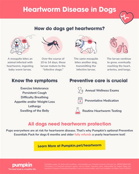 Everything To Know About Heartworm Disease In Dogs Pumpkin®