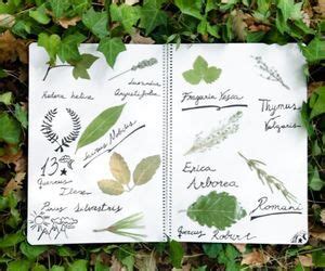 Fabriquer Un Herbier Avec Les Enfants Une Super Activit