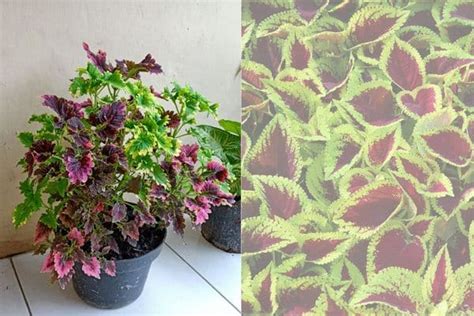 How To Grow A Coleus Plant Tehila Deutsch Hacking Life