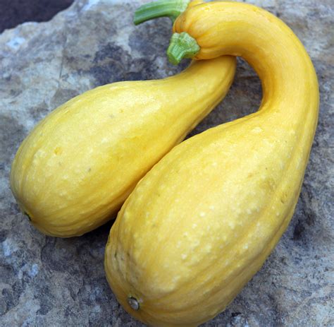 Yellow Summer Squash