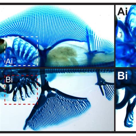 Ectopic Branchial Ray Formation Upon Inhibition Of Wnt Signaling A