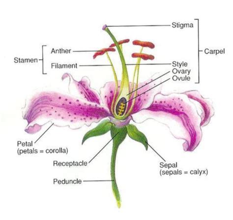 Biology Reproduction In Plants Flashcards Quizlet