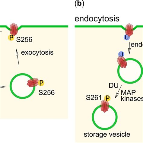 The Overall Structure Of Aquaporins And The Localization Of Individual