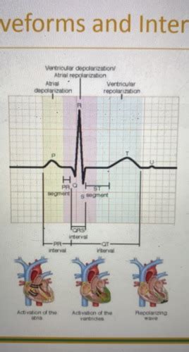 Nur 114 Perfusion Flashcards Quizlet