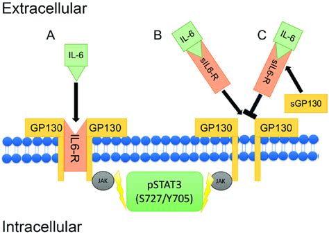 Classical Versus Interleukin 6 Il 6 Trans Signaling A Simplified Download Scientific Diagram