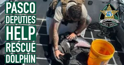 Pasco Deputies Help Rescue Dolphin Pasco Sheriffs Office News