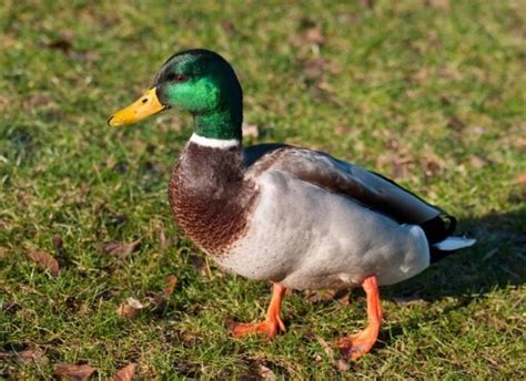 Image Libre Sauvagine Volaille Ornithologie Canard Sauvage Oiseaux