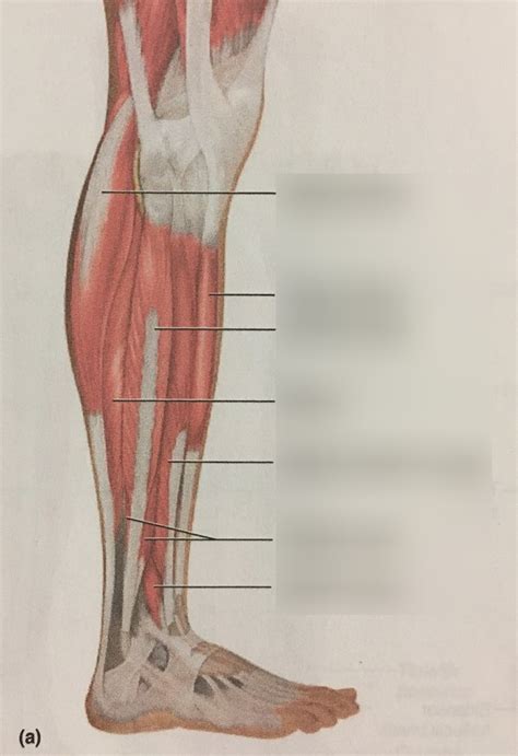 Muscles Of The Right Leg And Foot Lateral View Diagram Quizlet