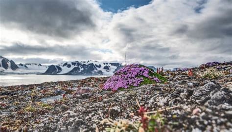 Arctic plants are a missing factor in climate models