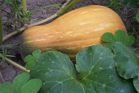 Cushaw Pumpkin Cucurbita Moschata Golden Cushaw In The Gourds Squashes And Pumpkins