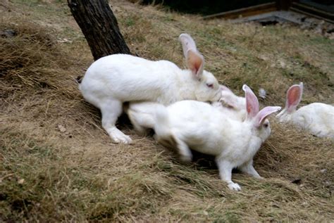 Rabbit Mating Flickr Photo Sharing