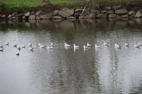 Des Mouettes Rieuses Victimes De La Grippe Aviaire En Mayenne Laval