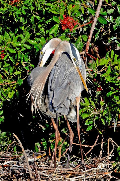 Great Blue Herons Mated Pair of Herons Herons on Nest - Etsy