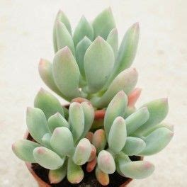 Pachyphytum Dr Cornelius Plantes Grasses Plante Succulente