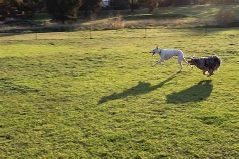 Double Suspension Gallop General Dog Discussion Dogz Online Forums