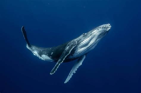 Humpback whales have a specialised larynx for underwater singing | New Scientist