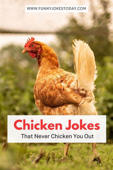 40 Best Chicken Jokes To Make You Cluck In 2023 Chicken Jokes