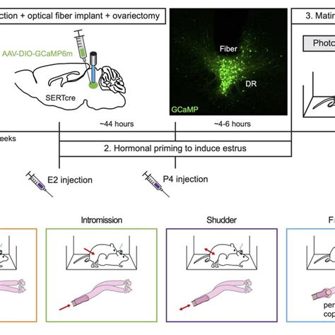 Drn 5 Ht Neural Activity Recorded With Fiber Photometry During Mating Download Scientific