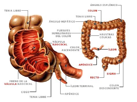 Anatomia Y Fisiologia Del Aparato Gastrointestinal Generalidades Limites