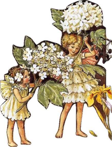 Cicely Mary Barker Illustrations Artofit