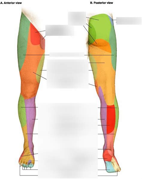 ILS2 Cutaneous Nerves Of The Lower Leg Diagram Quizlet