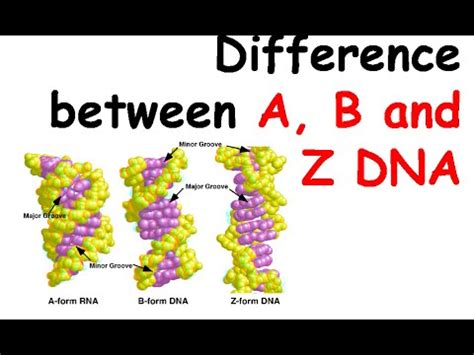 Difference Between A B And Z DNA YouTube