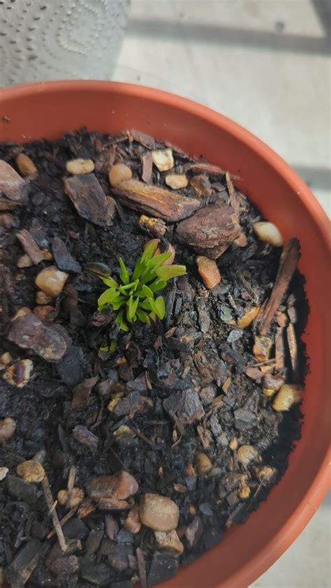 Shrinking size in summer? : r/VenusFlyTraps