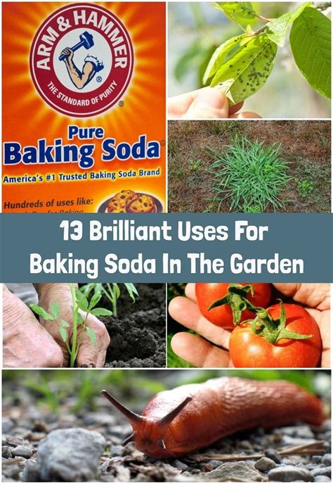 13 Brilliant Uses For Baking Soda In The Garden Baking Soda Uses