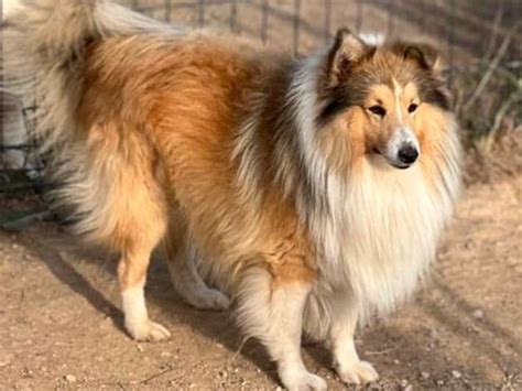 Un Chien M Le Berger Des Shetland Fauve Lof Disponible Pour Saillie