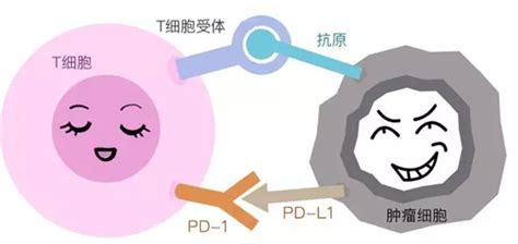 哪些癌症适合用pd 1 Pd L1免疫疗法？ 知乎