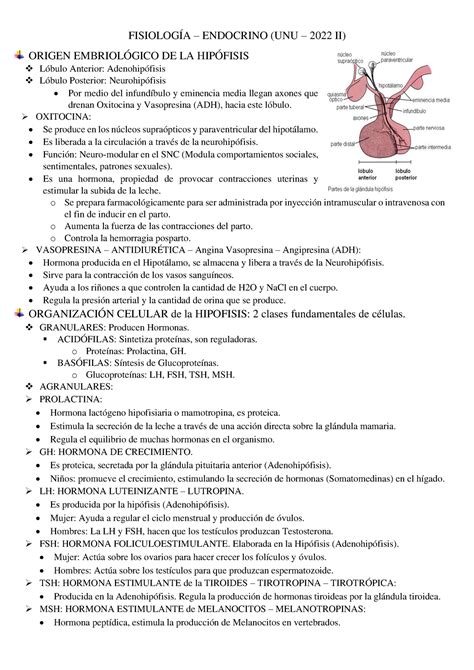 Apuntes Endocrino Resumen Guyton y Hall Tratado de fisiología