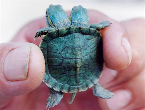 Shell Shocker The Baby Turtle Born With Two Heads Daily Mail Online