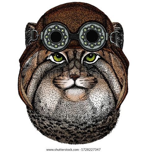 Pallas Cat Head Manul Head Wild Stock Vector Royalty Free