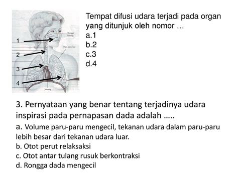 Proses Inspirasi Pada Pernapasan Dada