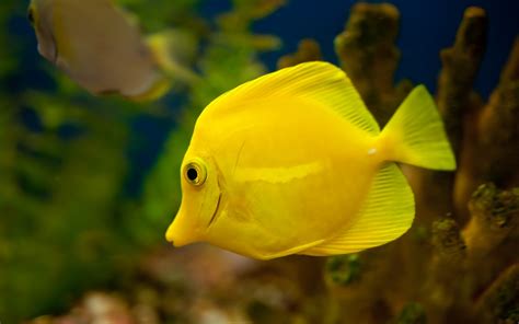 Aquarium Fish Yellow Tang Fish Wallpaper Pets Cute And Docile