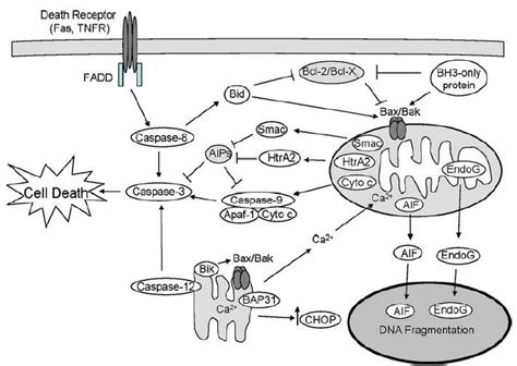 Scheme Of Apoptotic Signaling In Cardiac Myocytes Apoptosis Can Be