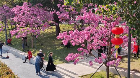 Shenzhen In Bloom Pink Trumpet Trees Giving Riverbanks A Splash Of