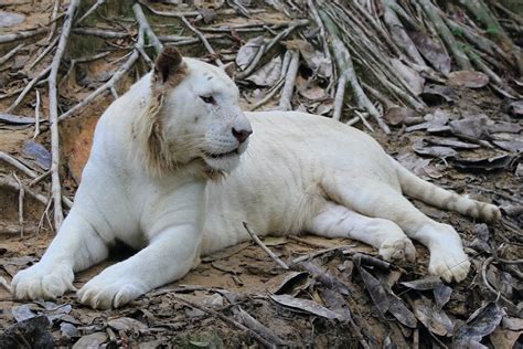 White Liger lying on Ground · Free Stock Photo